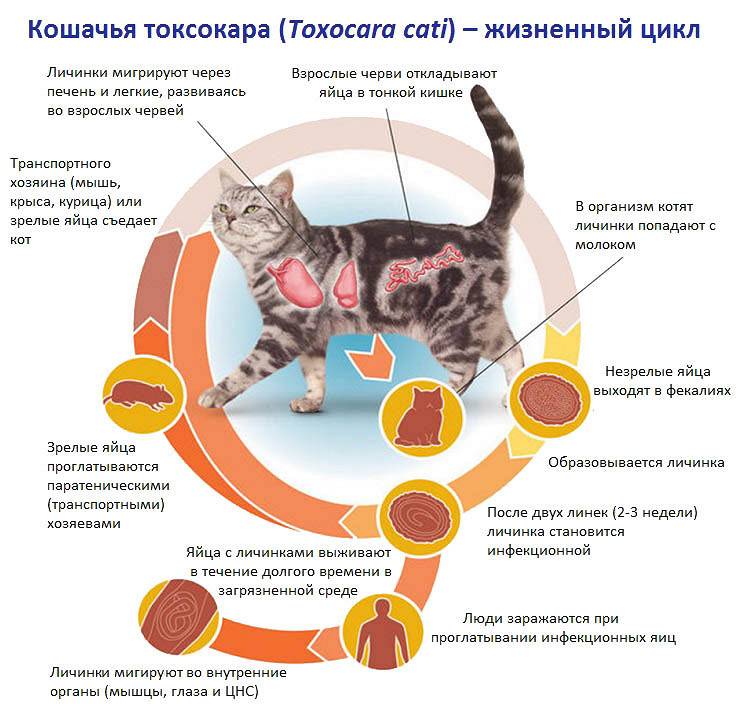 Лишай у кошек: как выглядит, лечение, признаки