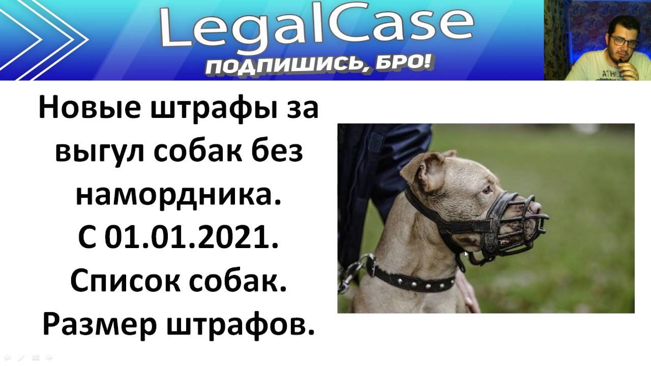 Правила и закон рф о выгуле собак 2019-2020