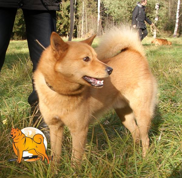 Карело-финская лайка (финский шпиц) — фото, описание породы собак, характеристика