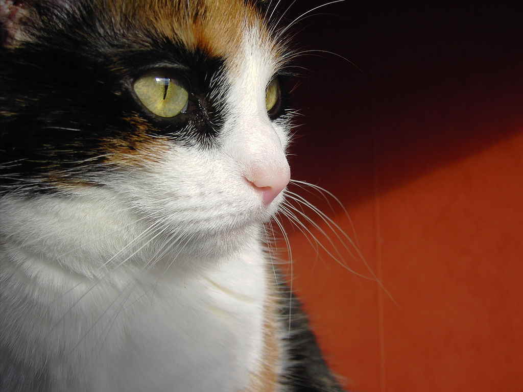 Котенок ест наполнитель: почему кошка есть глину для туалета? что делать, если кот кушает впитывающий наполнитель из лотка?