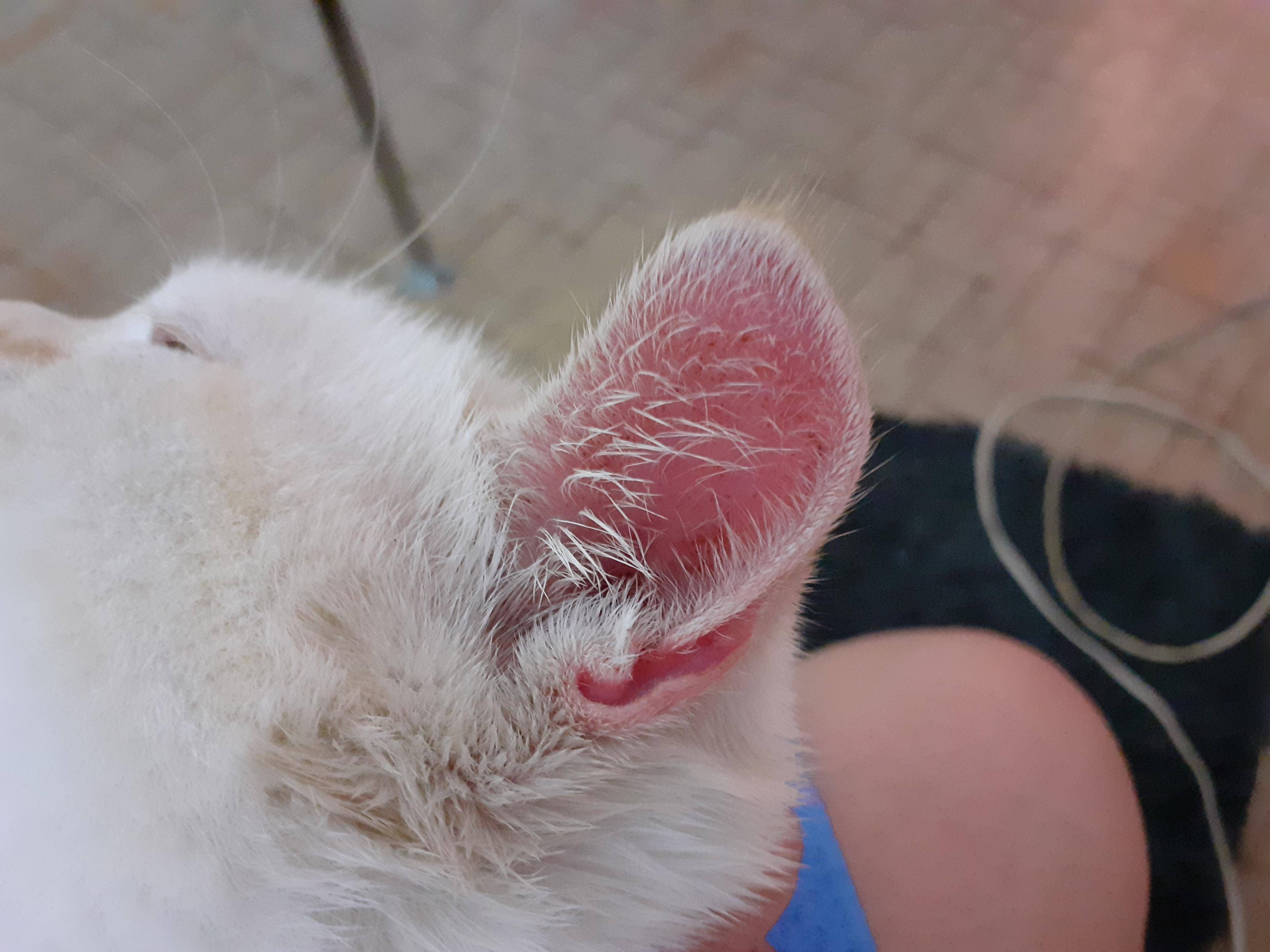 Болезни ушей у кошек