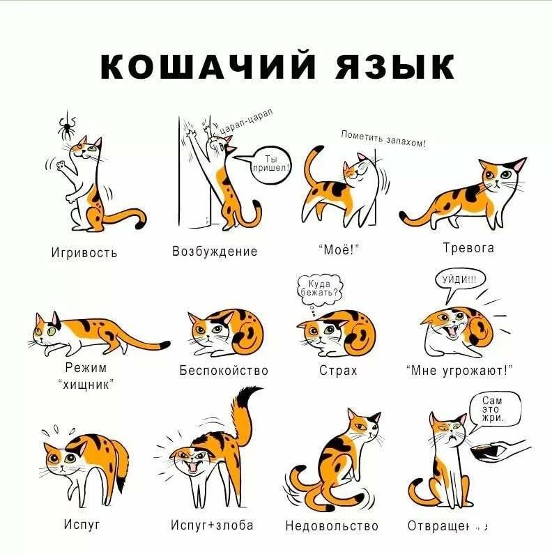 Как показать кошке, что ты ее любишь: кошачий язык