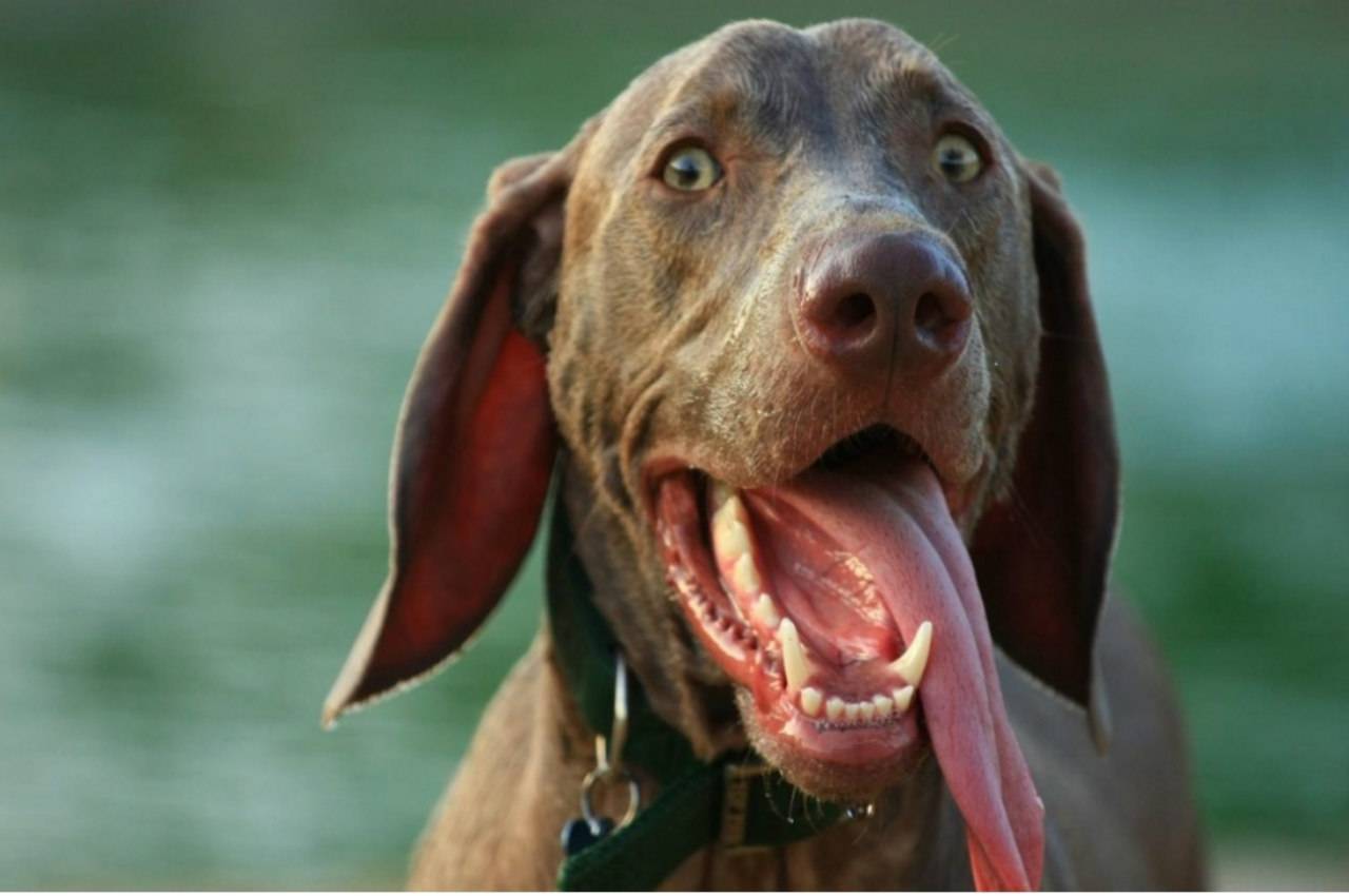 Собака тяжело и часто дышит: с открытым ртом и высунув язык, причины тахипноэ, почему появляется во сне, что делать при учащённом сердцебиении