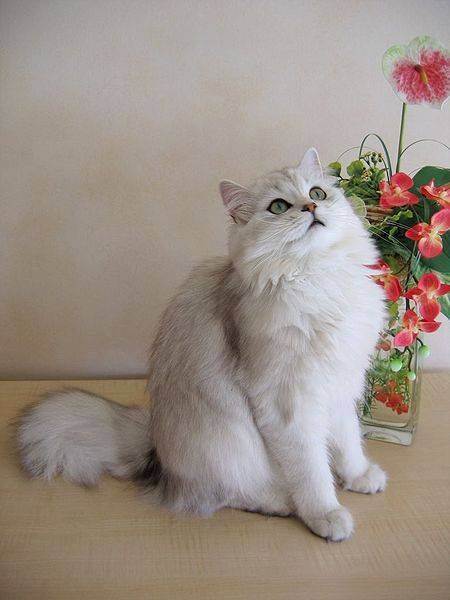 Кошка британская длинношерстная, порода кошек британская длинношерстная, британская длинношерстная кошка, british longhair cat