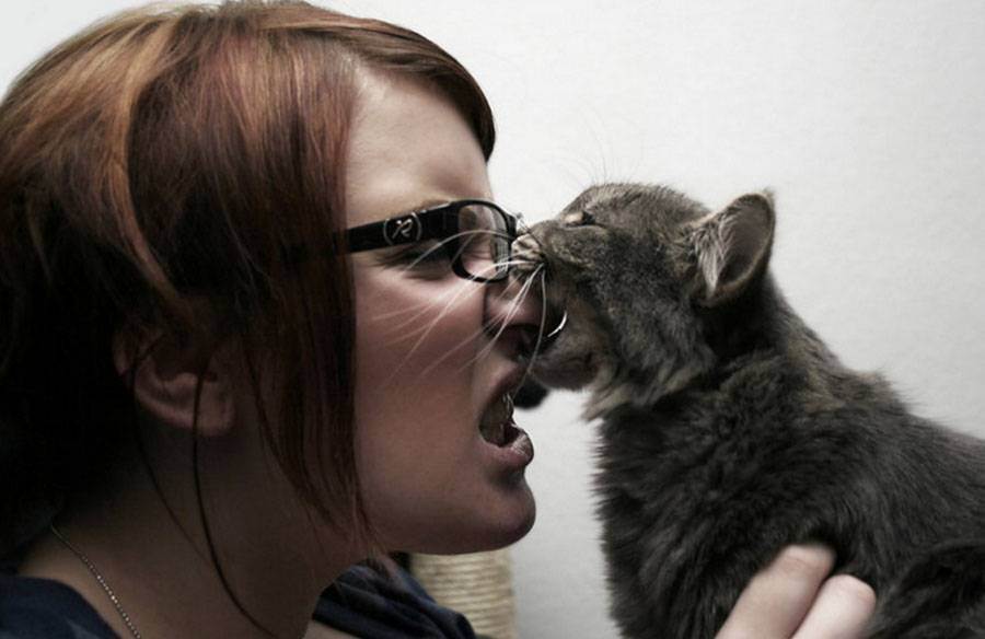 Как кота отучить кусаться и кидаться? причины и следствия