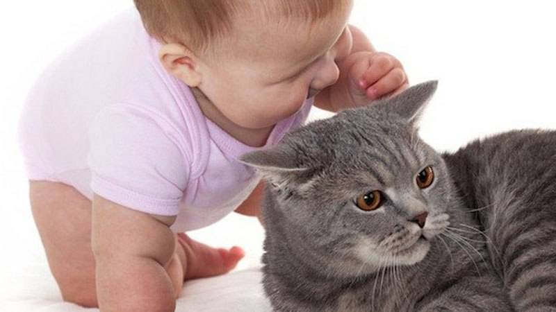 Аллергия у человека на кошек фото