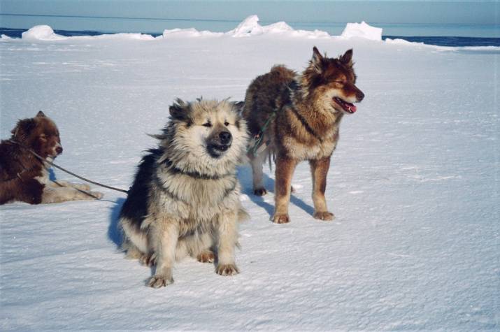 Чукотская ездовая: обзор аборигенной русской породы, фото собаки