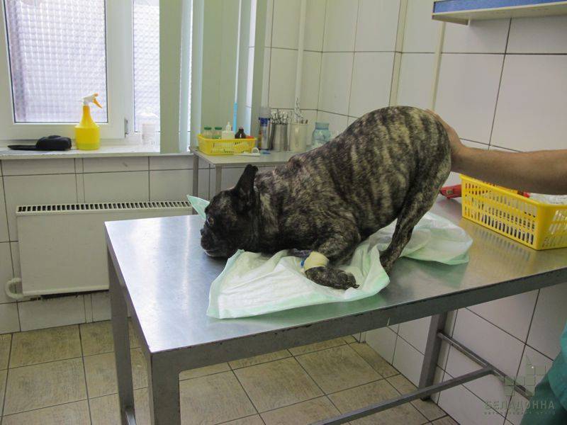 Симптомы и лечение дископатии у собаки в домашних условиях