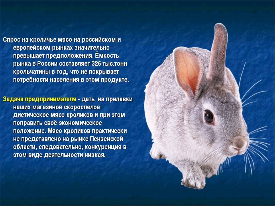 Кролиководство для начинающих: цели, выбор породы, вакцинация, правила содержания животных, уход за крольчатами
