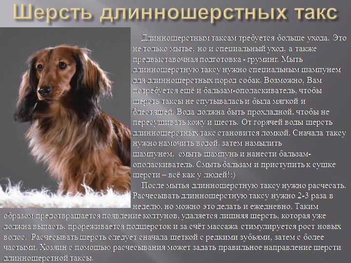 Порода собак такса: описание породы, для детей (характер)