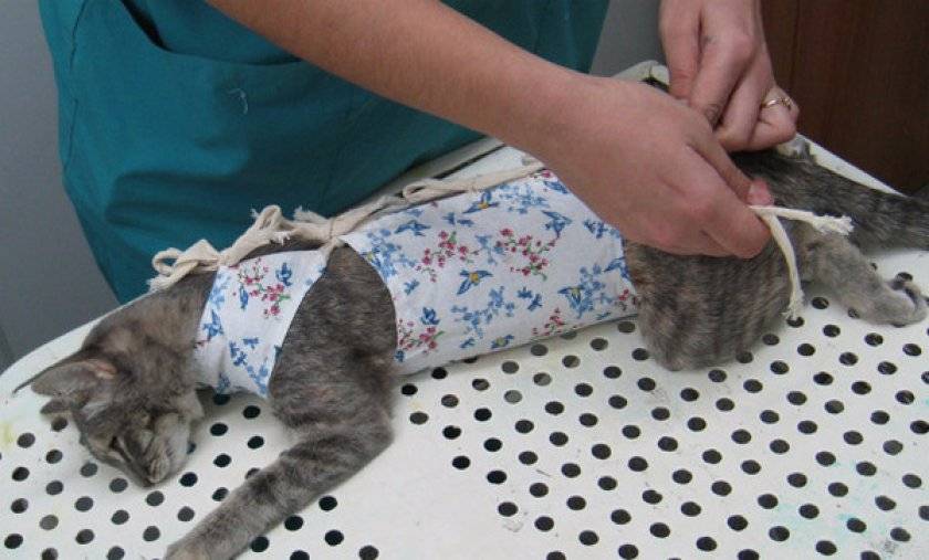 Кастрация котов: подготовка к процедуре и послеоперационный уход