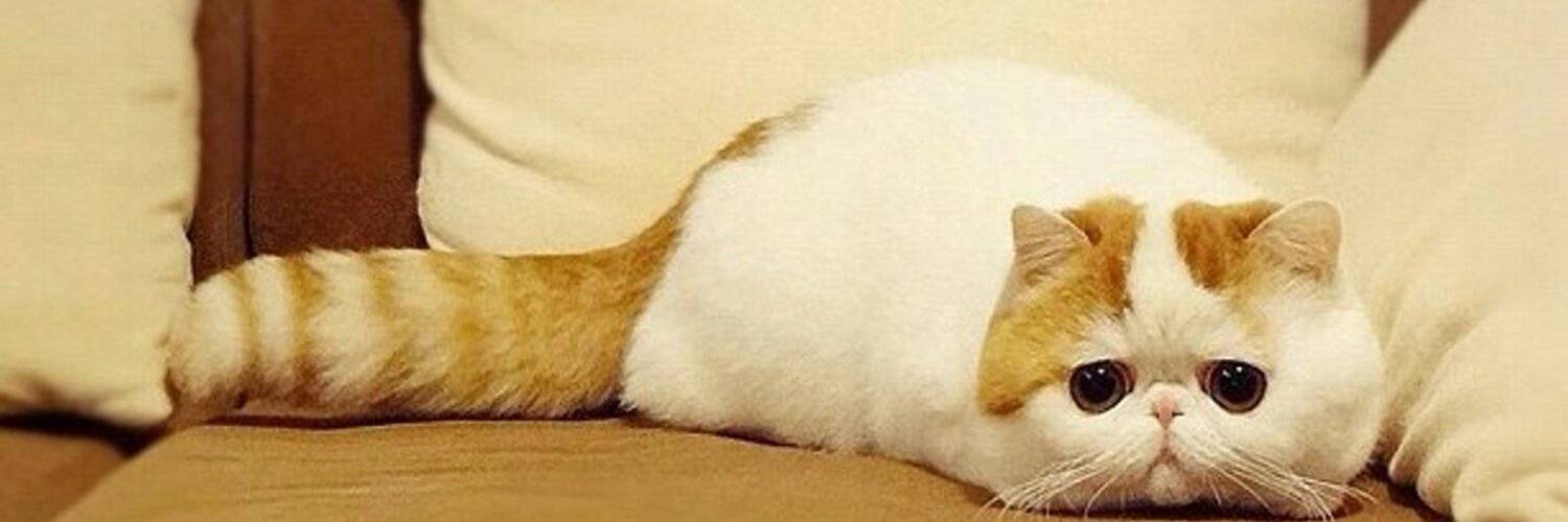 Кот снупи порода