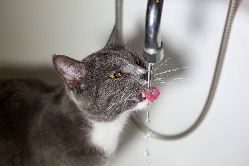 Котенок не пьет воду: что делать, причины, как приучить котенка пить воду из миски