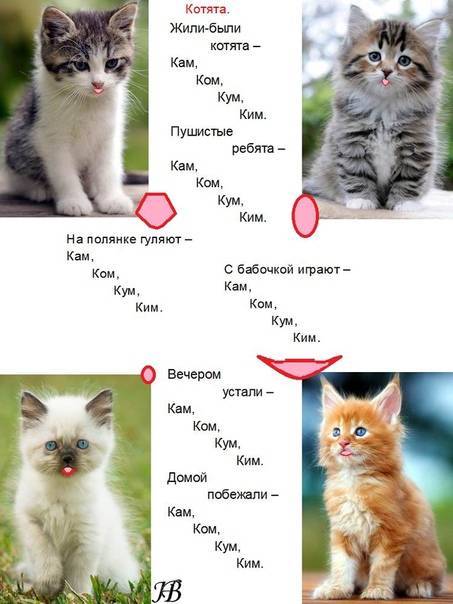 Имена для котов 2020 мальчиков, красивые клички черных, рыжих, серых, белых кошек, редкие котятам