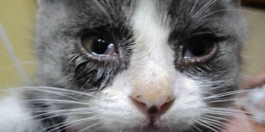 Что делать, если у кота слезятся глаза и есть насморк? | рутвет - найдёт ответ!