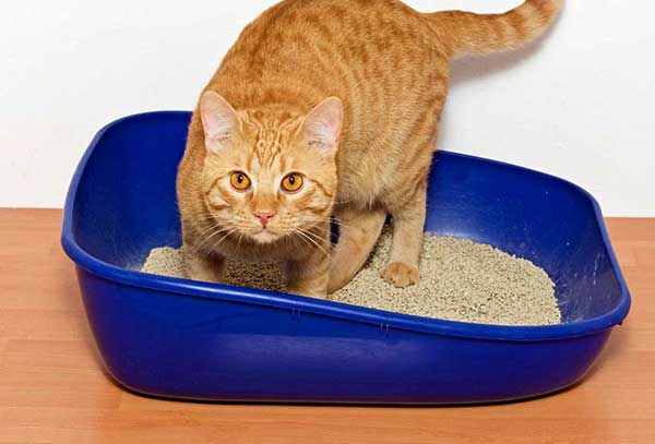 Почему кота рвет после еды непереваренной пищей и что с этим делать