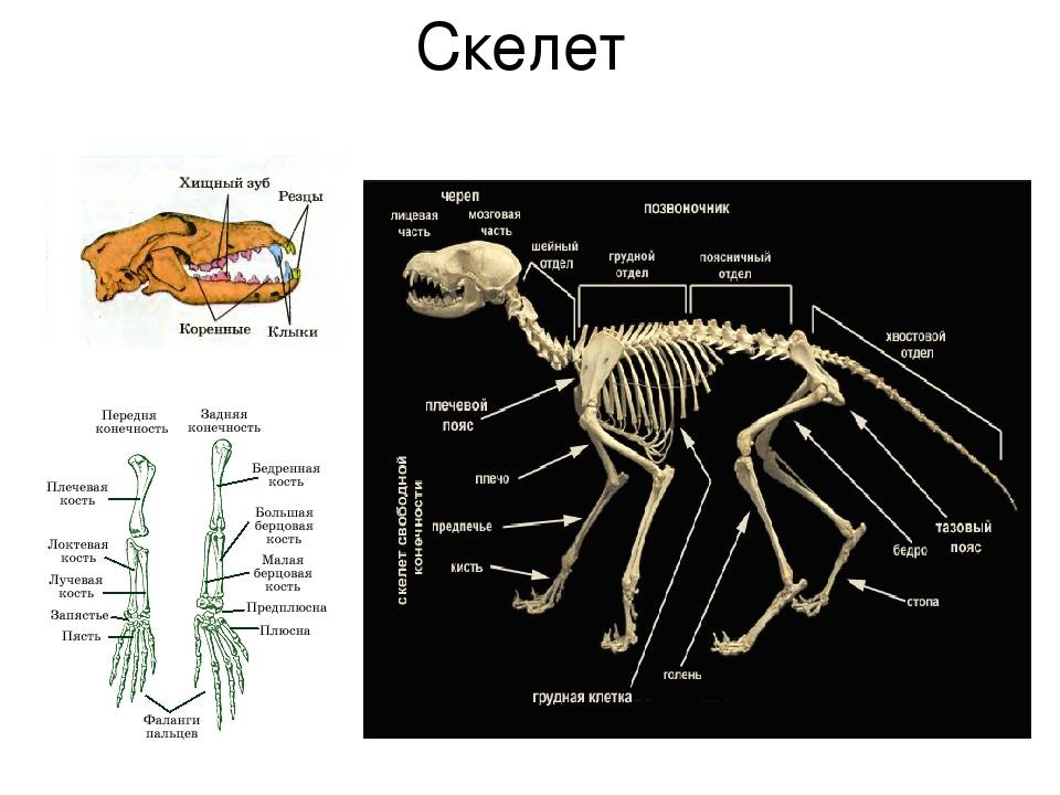 Особенности строения скелета черепа млекопитающих. Скелет кошки с названием костей. Скелет кролика конечности описание. Скелет млекопитающих схема. Скелет кота с описанием.