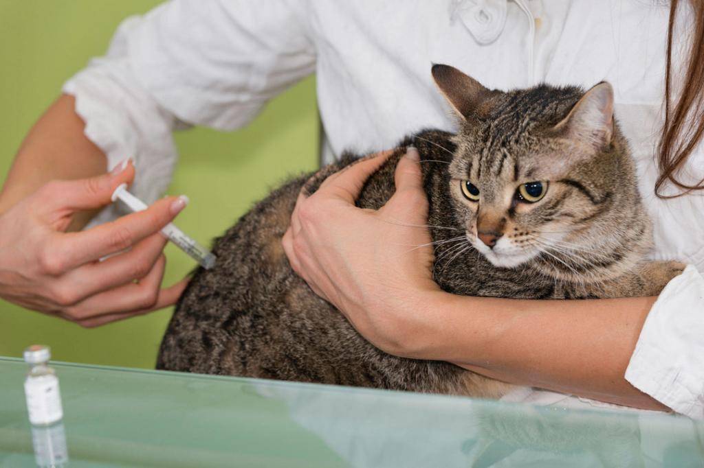 Прививки котятам – обязательны или нет