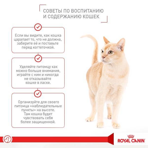Как ухаживать за котенком и взрослой кошкой?