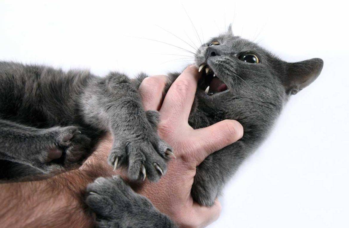Как отучить кота кусаться и царапаться, нападать, кидаться