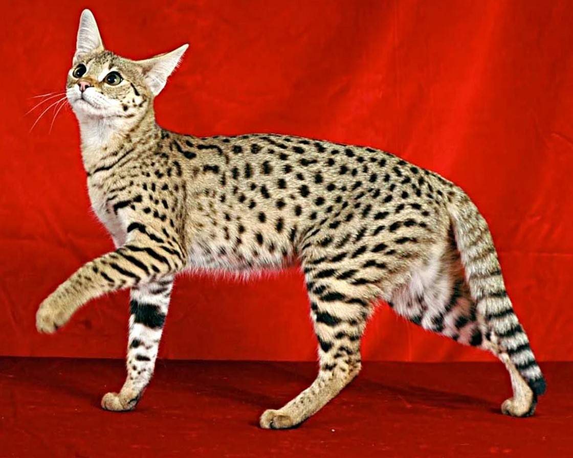 Топ 10 самых дорогих пород кошек в мире