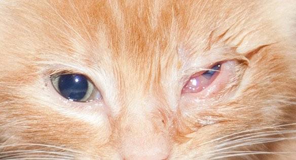 Что делать, если кошка чихает, и у нее слезятся глаза?