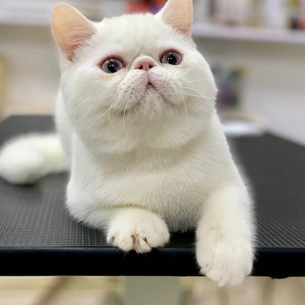 Короткошёрстная экзотическая кошка: описание, характеристика и фото кота породы экзот