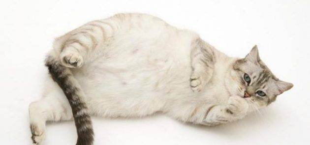 Беременность кошки: признаки, рекомендации ветврачей | 
ветеринарная служба владимирской области