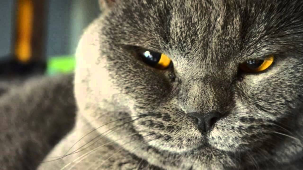 Глаза кошки: проблемы и решения