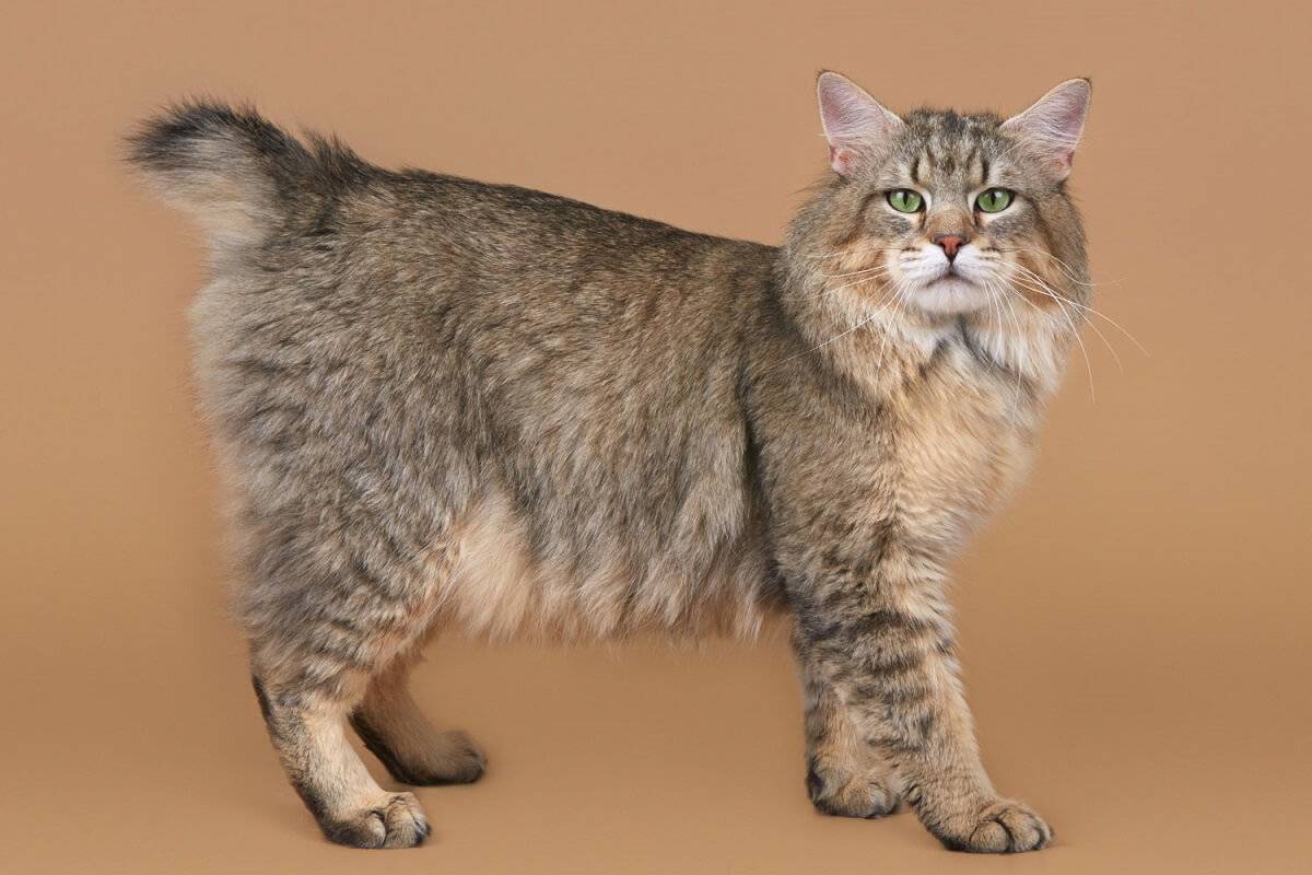 Андская кошка: описание породы, ареал обитания, питание и повадки кота