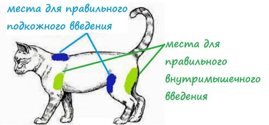 Укол собаке в бедро: все тонкости проведения процедуры (пошаговая инструкция) | звери дома