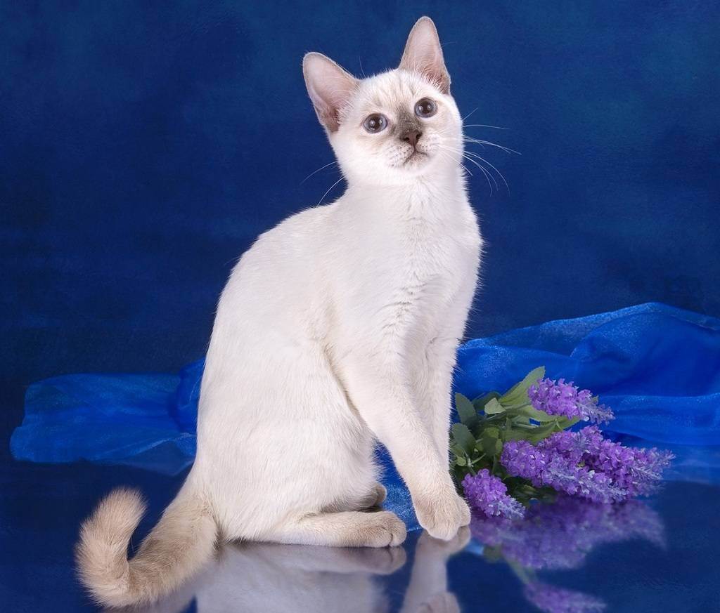 Тайская кошка - описание, окрас и характер породы, выращивание котят, уход и кормление