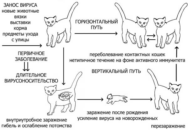 5 методов, как накормить кота таблеткой от глистов