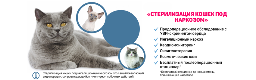 В каком возрасте стерилизовать кошку? особенности процедуры.