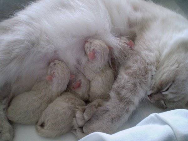 ᐉ когда у новорожденных котят открываются глаза? - ➡ motildazoo.ru