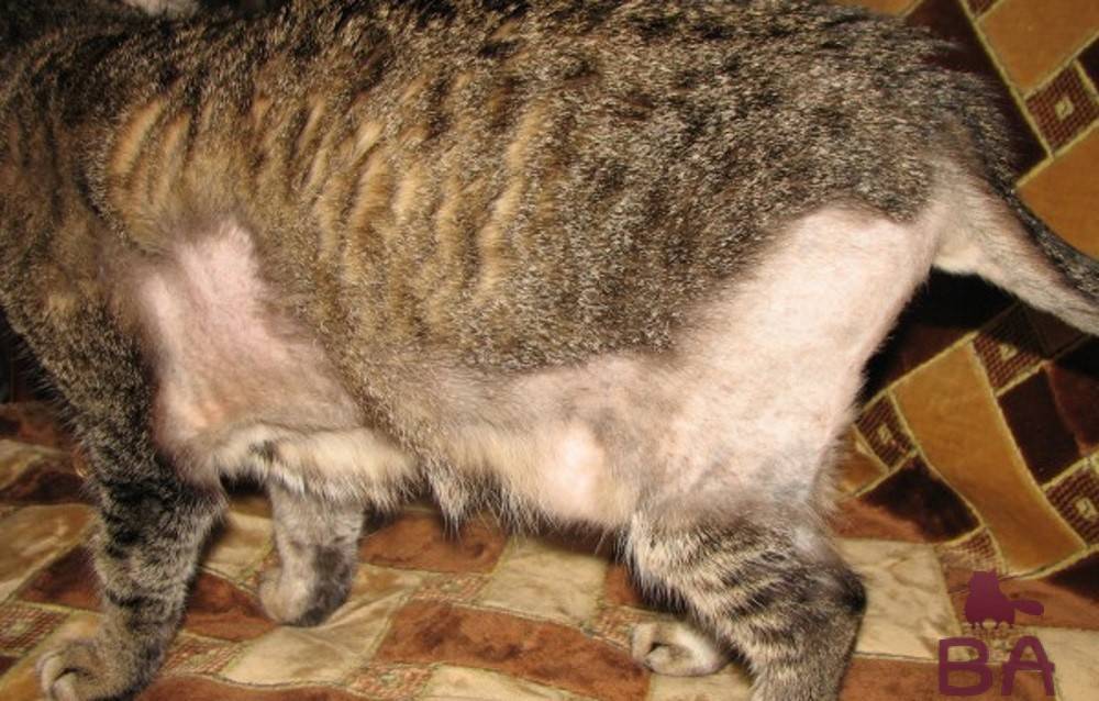 Почему у кошки большой и твёрдый живот: причины и лечение