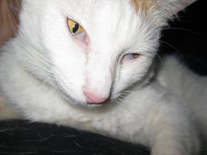 Бельмо на глазу у кошки лечение
