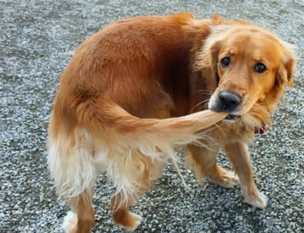 Почему собак грызет хвост: причины, рекомендации что предпринять