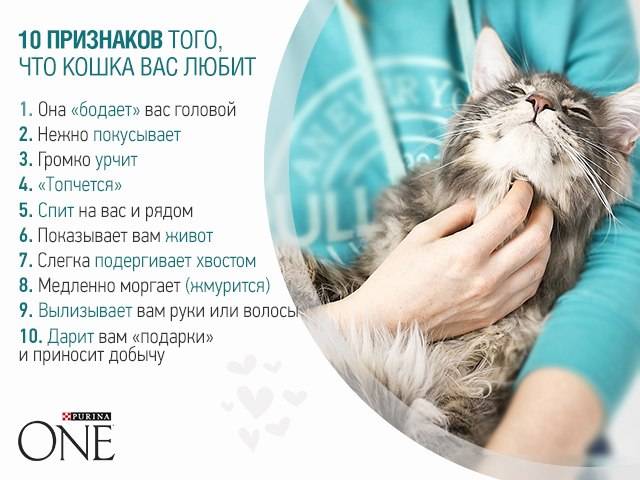 Как показать кошке свою любовь