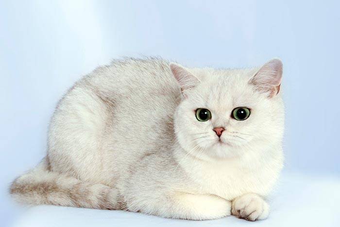 Британская шиншилла - порода кошки | характер, отзывы (с фото и видео)
