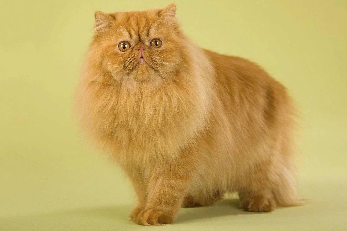 Персидская кошка: продолжительность жизни, характер, уход и подробное описание породы (90 фото)