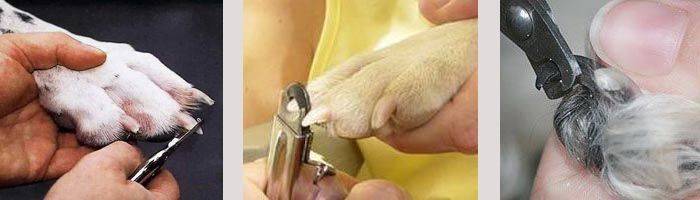Как подстричь вросший ноготь у собаки