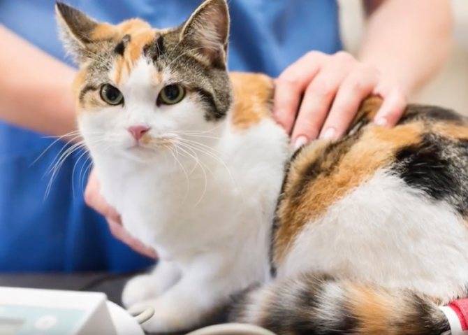 Инсульт у кошек: причины, симптомы и лечение