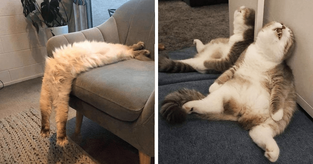 Нелепые позы, в которых спят кошки - так могут только они