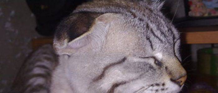 У кошки под кожей шарик на шее, животе и других участках тела: причины, диагностика и лечение