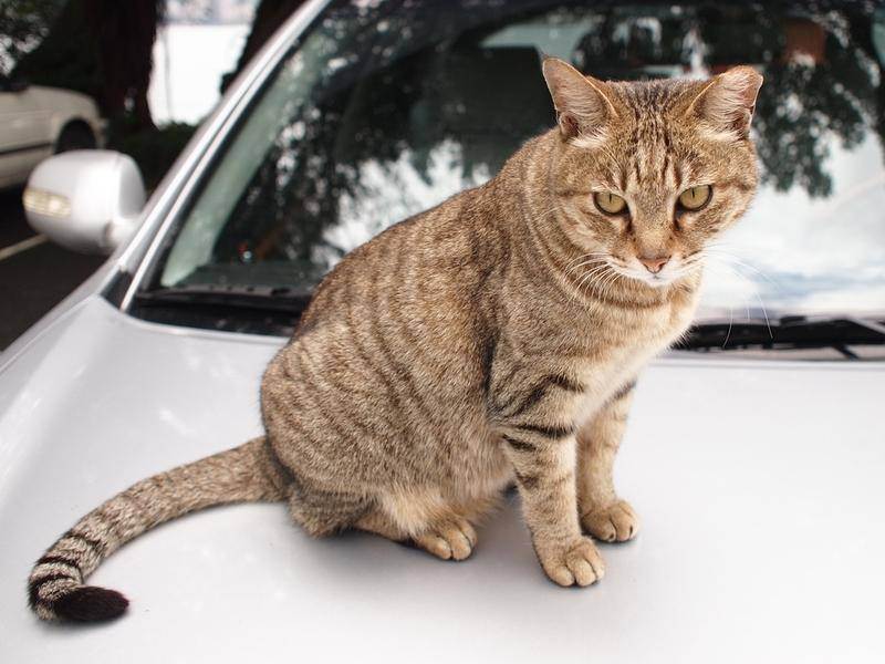 Всё о животных: могут ли найти кошки дорогу домой, если их вывезли на расстояние несколько километров?