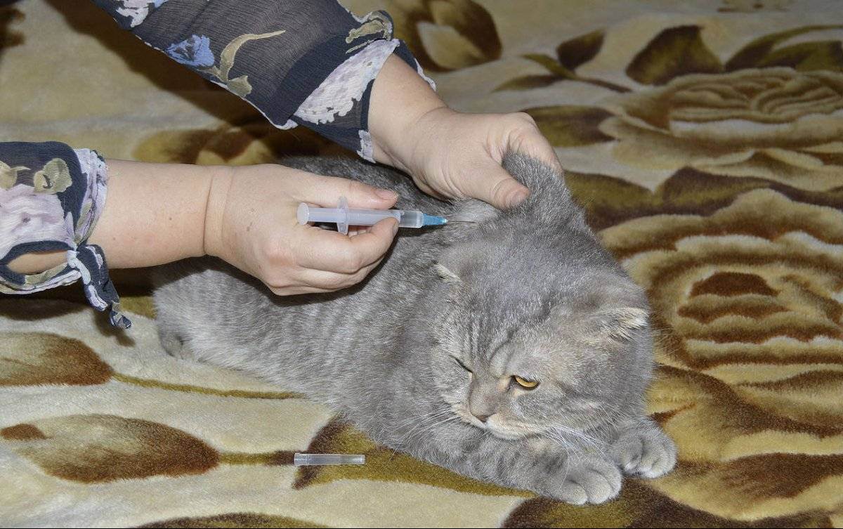 Учимся делать уколы для кошек внутримышечно и подкожно в домашних условиях