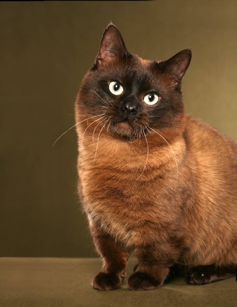 Манчкин (коротколапая кошка): описание породы, характер, отзывы c фото