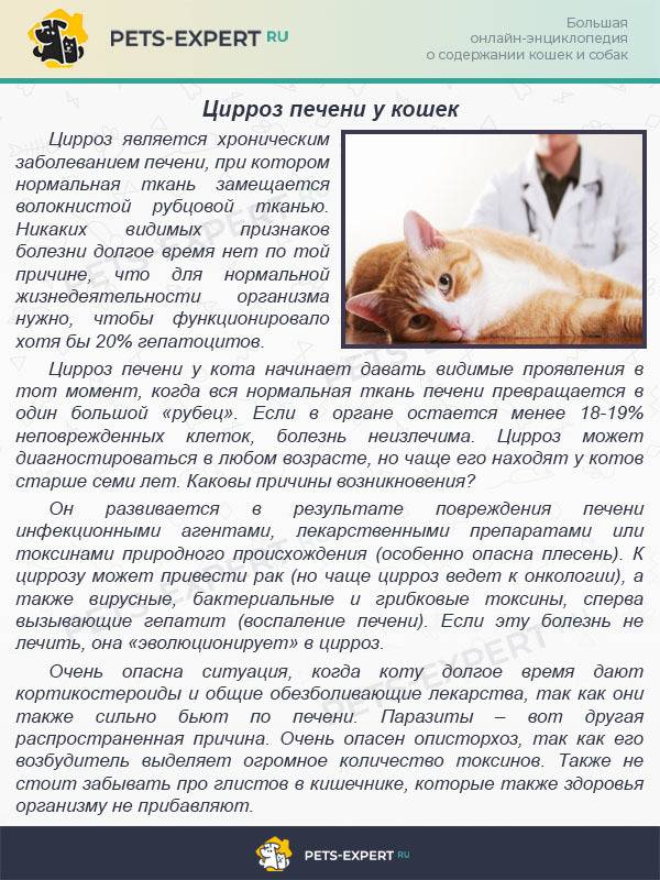 Болезни кошек: перечень заболеваний, причины, симптомы