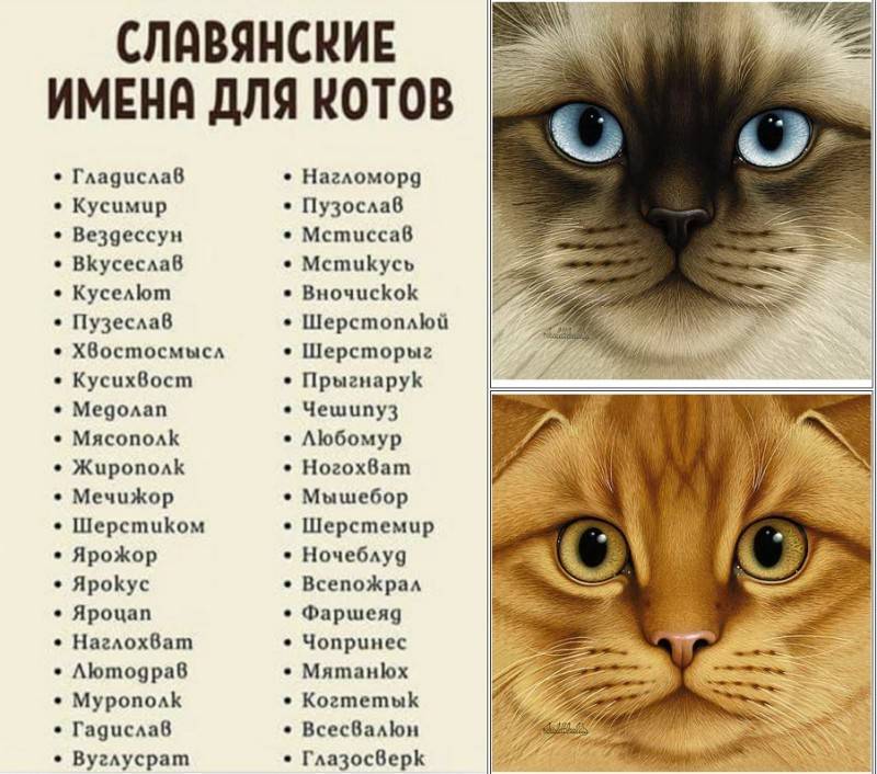 Популярные клички для серых котов и кошек